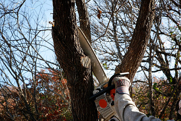 Best Tree Removal  in North Merrick, NY