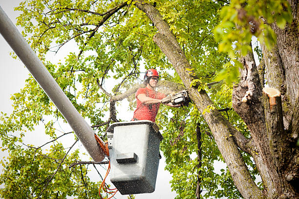 How Our Tree Care Process Works  in  North Merrick, NY